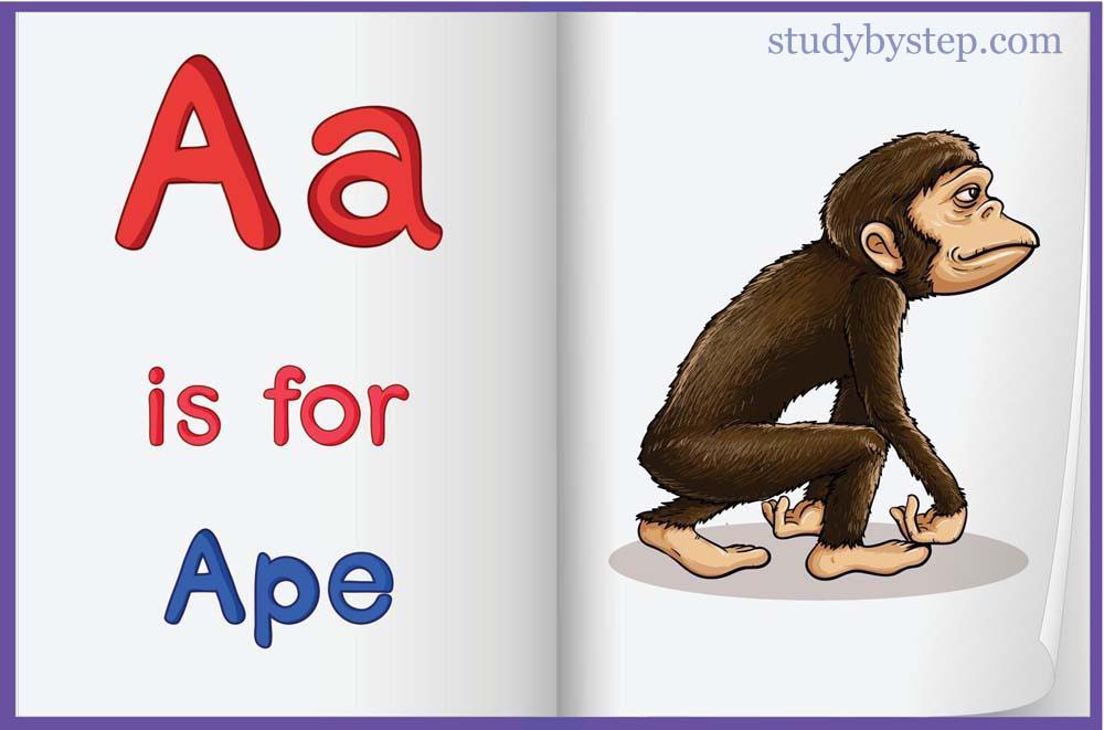 A is for Ape - Learn the Alphabet Capital A and Small a with Picture