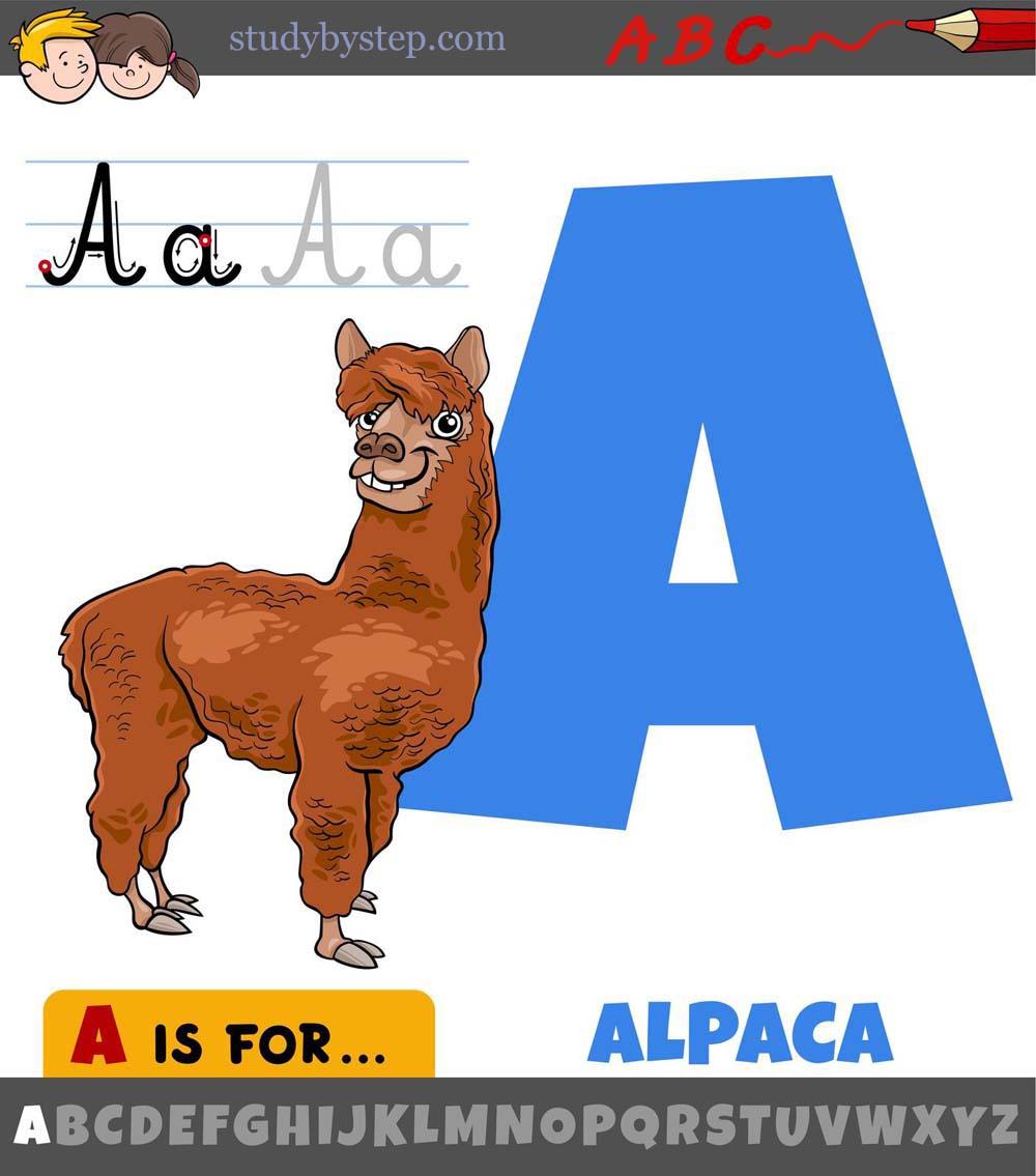 A is for ALPACA - Learn the Alphabet Capital A and Small a with Picture